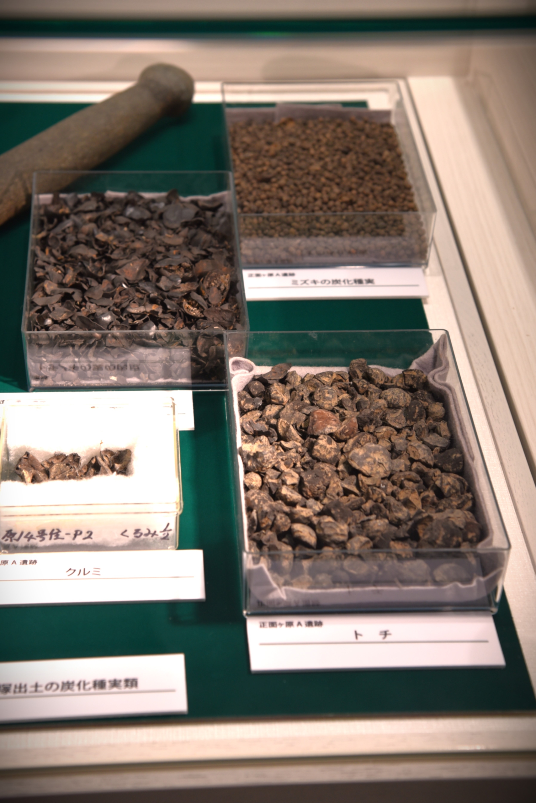 Excavated horse chestnuts